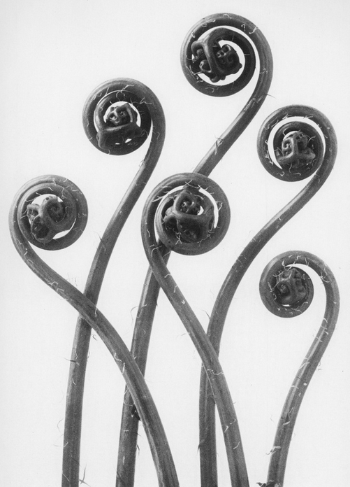 Karl Blossfeldt — L A NOBLE GALLERY